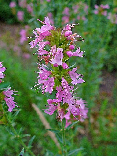 Hyssop: Hyssopus officinalis , Lamiaceae, Herb Hyssop, inflorescence; Botanical Garden KIT, Karlsruhe, Germany. The fresh, aerial parts of blooming plants are used in h
