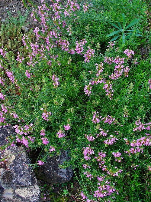 Hyssop: Hyssopus officinalis , Lamiaceae, Herb Hyssop, habitus; Botanical Garden KIT, Karlsruhe, Germany. The fresh, aerial parts of blooming plants are used in homeopa
