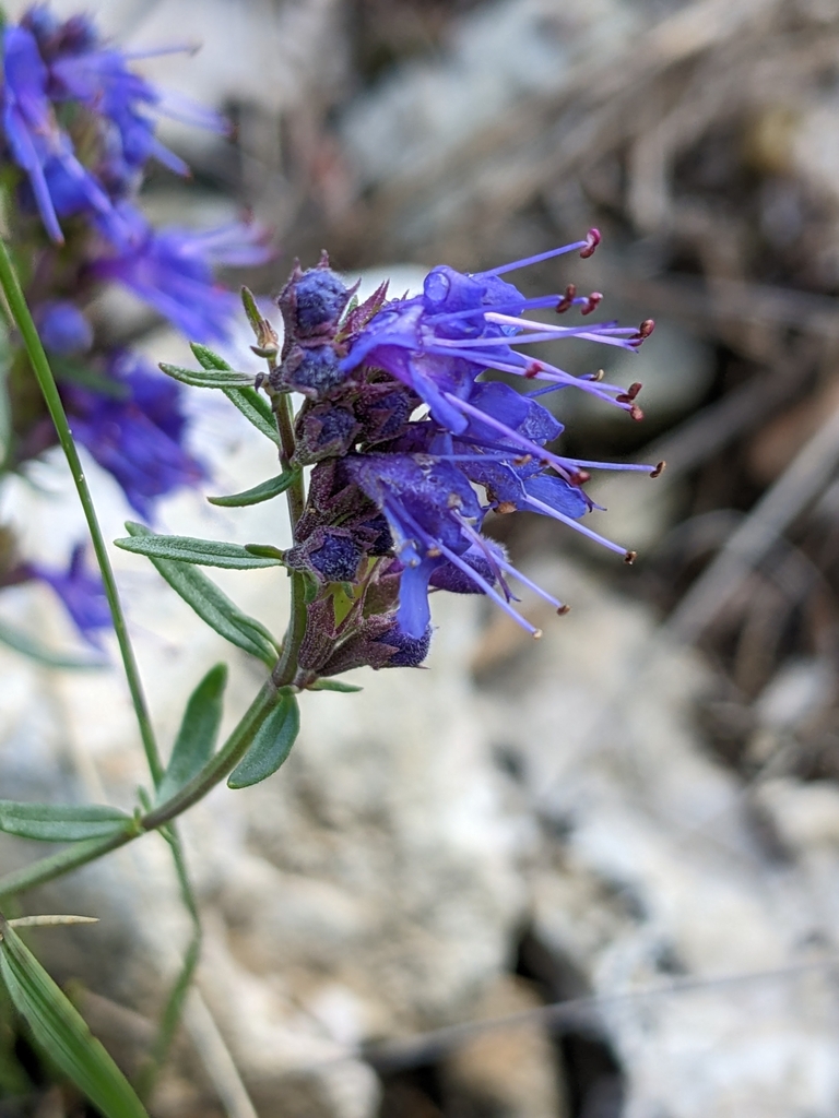 Hyssop (Hyssopus officinalis)