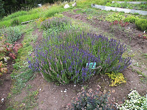 Hyssop: Большой Соловецкий остров. Ботанический сад Соловецкого монаcтыря. Библейский иссоп.