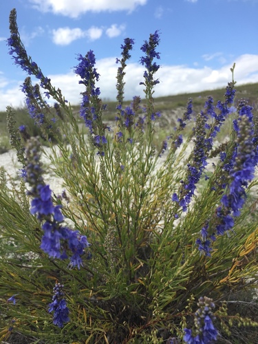 Hyssop (Hyssopus officinalis)