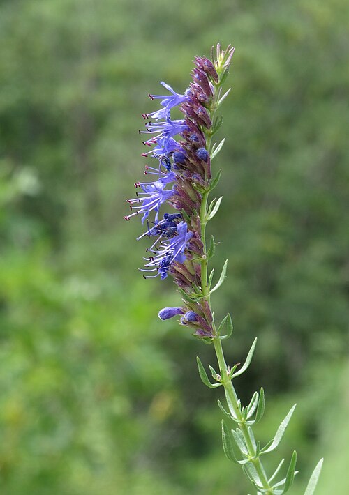 Hyssop: Hyssop ( Hyssopus officinalis ), found on the way from Stalden to Brunnen near Toerbel, Valais , Switzerland