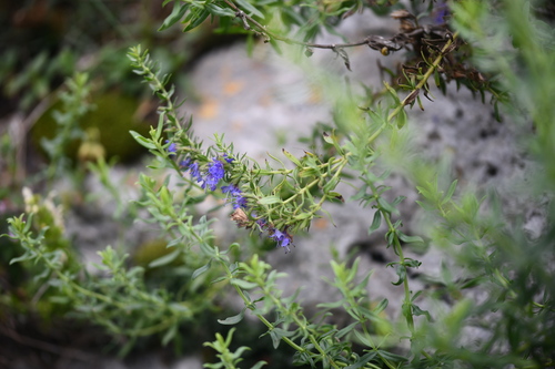 Hyssop (Hyssopus officinalis)
