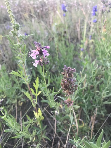 Hyssop (Hyssopus officinalis)