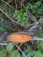 Ibervillea fusiformis (Ibervillea fusiformis)