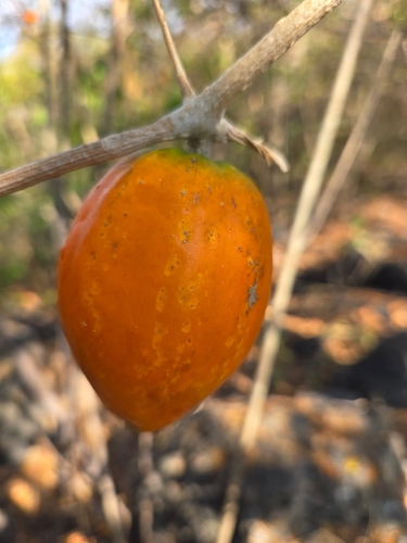 Ibervillea fusiformis (Ibervillea fusiformis)