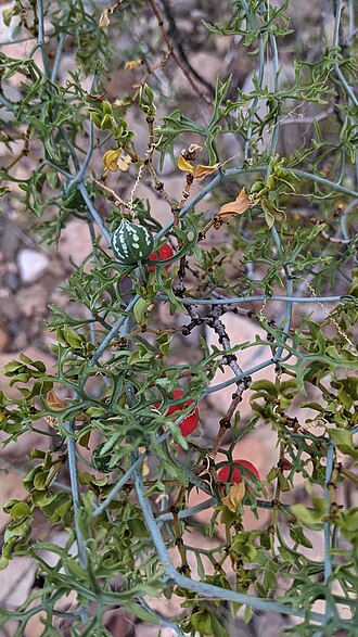 Slimlobe globeberry: Slimlobe Globeberry (Ibervillea tenuisecta). Species of plant.
