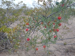 Slimlobe globeberry (Ibervillea tenuisecta)