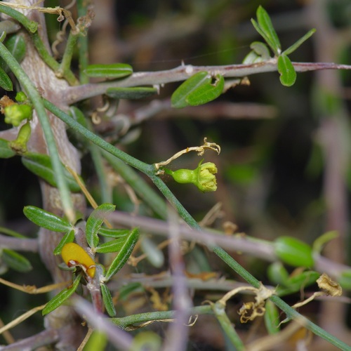 Slimlobe globeberry (Ibervillea tenuisecta)
