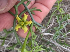 Slimlobe globeberry (Ibervillea tenuisecta)