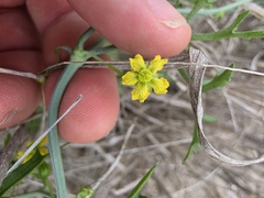Slimlobe globeberry (Ibervillea tenuisecta)