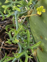 Slimlobe globeberry (Ibervillea tenuisecta)