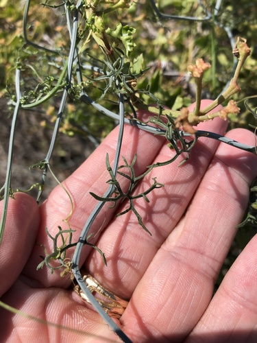 Slimlobe globeberry (Ibervillea tenuisecta)