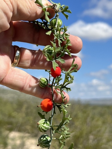 Slimlobe globeberry (Ibervillea tenuisecta)