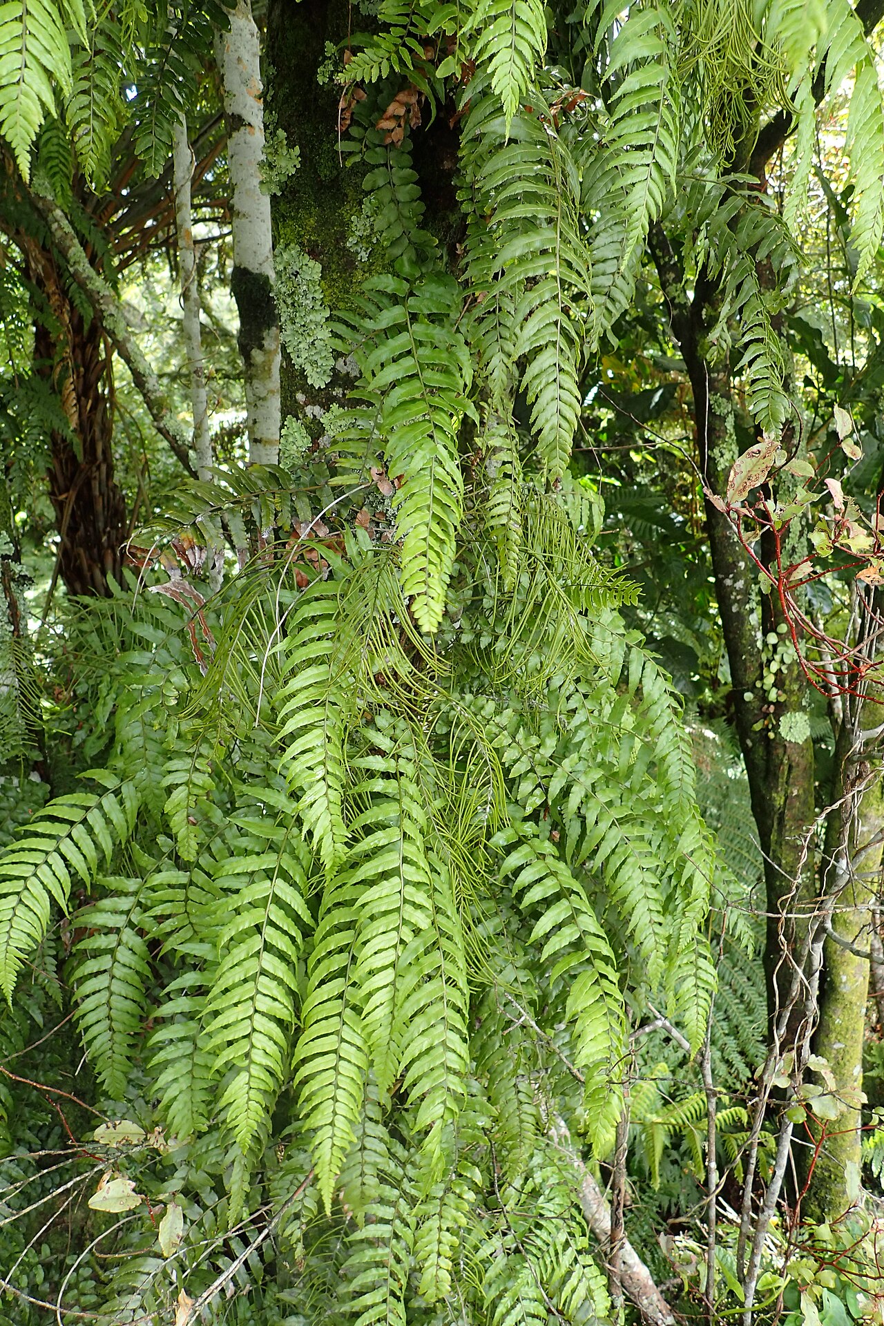 Icarus filiformis: Blechnum filiforme in Hahei, Waikato (New Zealand). Adult plants with larger sterile and fertile fronds.