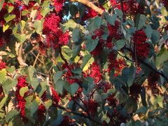 Iigiri (Idesia polycarpa)