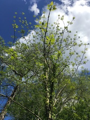 Iigiri (Idesia polycarpa)