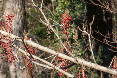 Iigiri (Idesia polycarpa)