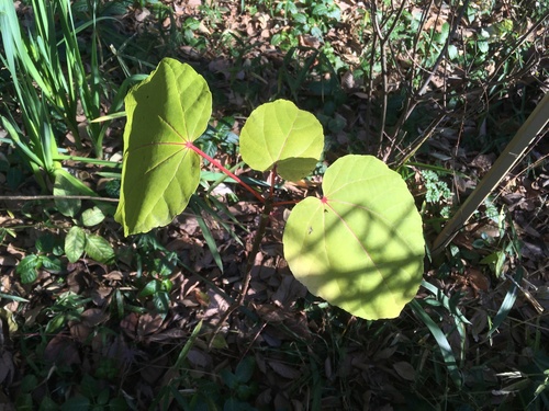 Iigiri (Idesia polycarpa)
