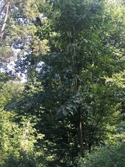 Iigiri (Idesia polycarpa)