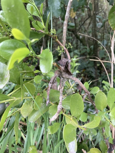Ileostylus micranthus (Ileostylus micranthus)