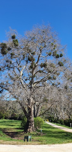 Ileostylus micranthus (Ileostylus micranthus)