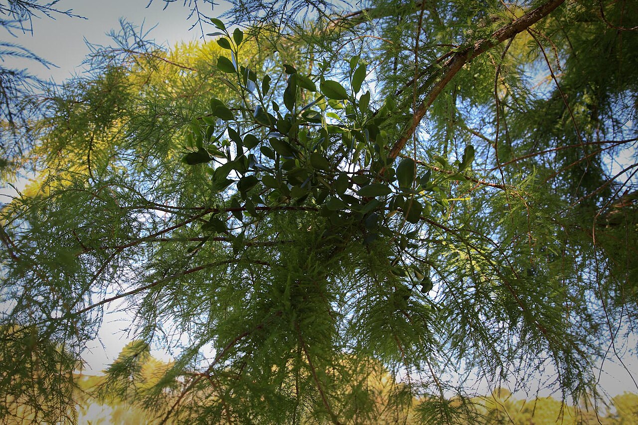 Ileostylus micranthus (Ileostylus micranthus)