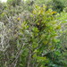 Ileostylus micranthus (Ileostylus micranthus)