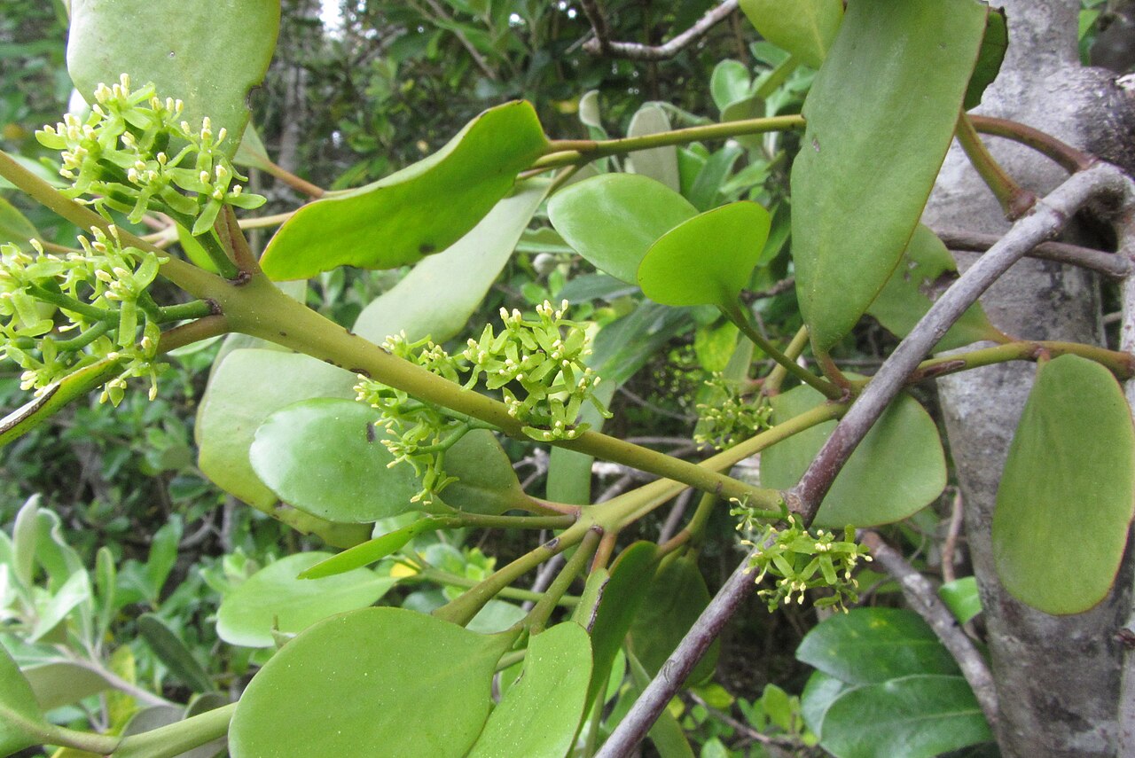 Ileostylus micranthus (Ileostylus micranthus)