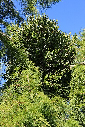 Ileostylus micranthus (Ileostylus micranthus)
