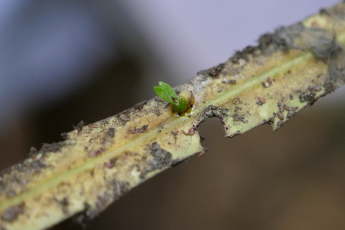 Ileostylus micranthus (Ileostylus micranthus)