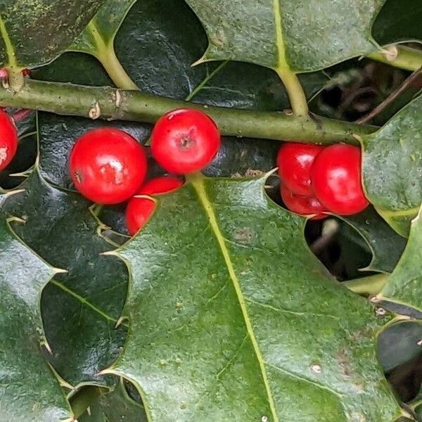 English holly (Ilex aquifolium)
