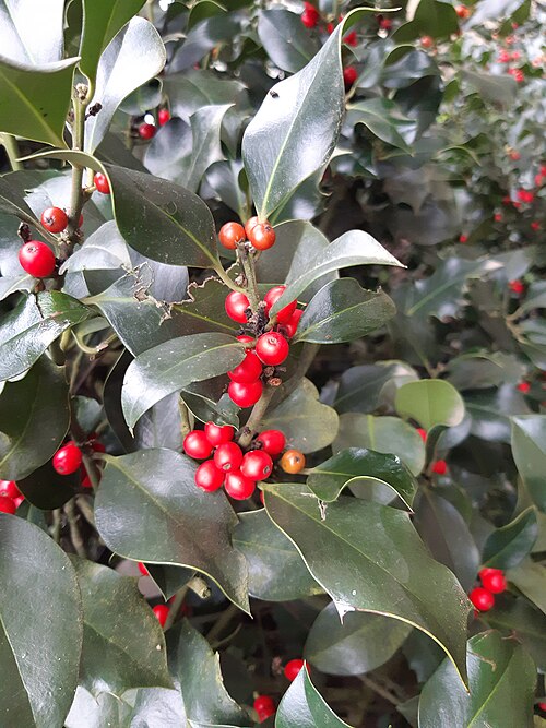 English holly: the holly, common holly, English holly, European holly, Christmas holly