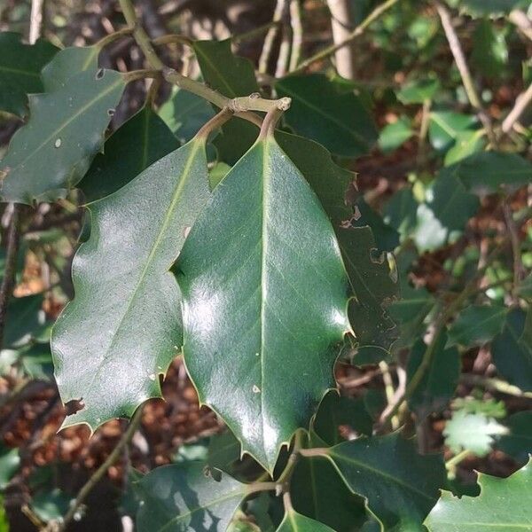 English holly (Ilex aquifolium)