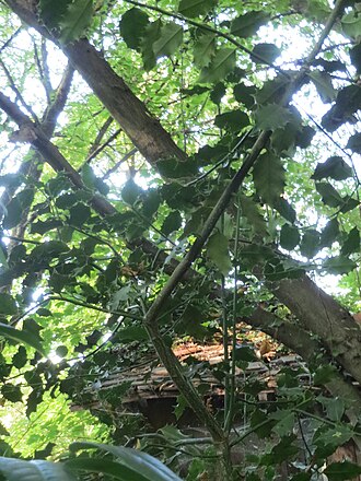 English holly: Europäische Stechpalme ( Ilex aquifolium ) im Rodenhoferdell in Alt-Saarbrücken