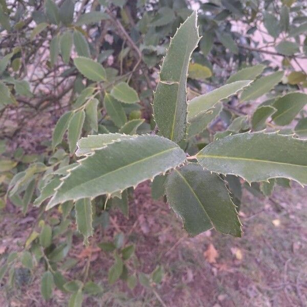 English holly (Ilex aquifolium)