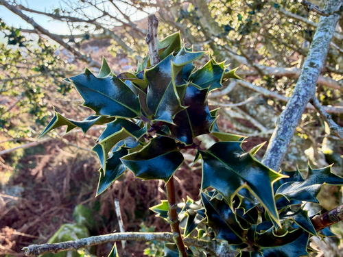 English holly (Ilex aquifolium)