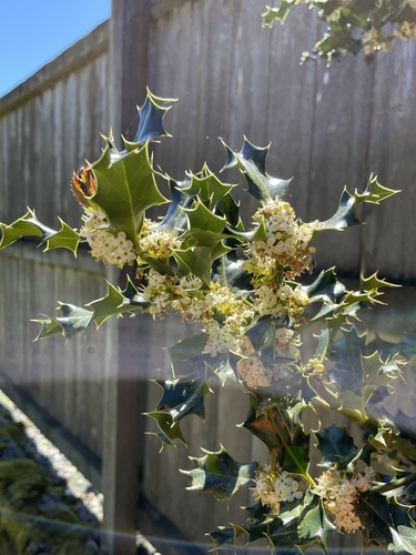 English holly