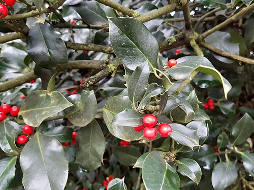 English holly: the holly, common holly, English holly, European holly, Christmas holly