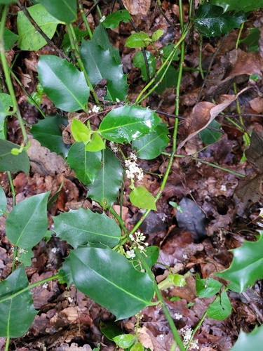 English holly (Ilex aquifolium)