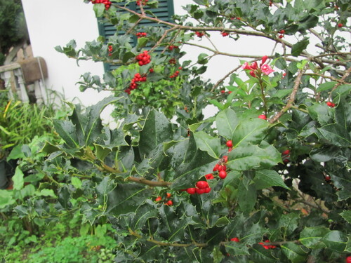 English holly (Ilex aquifolium)