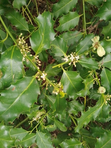 English holly (Ilex aquifolium)