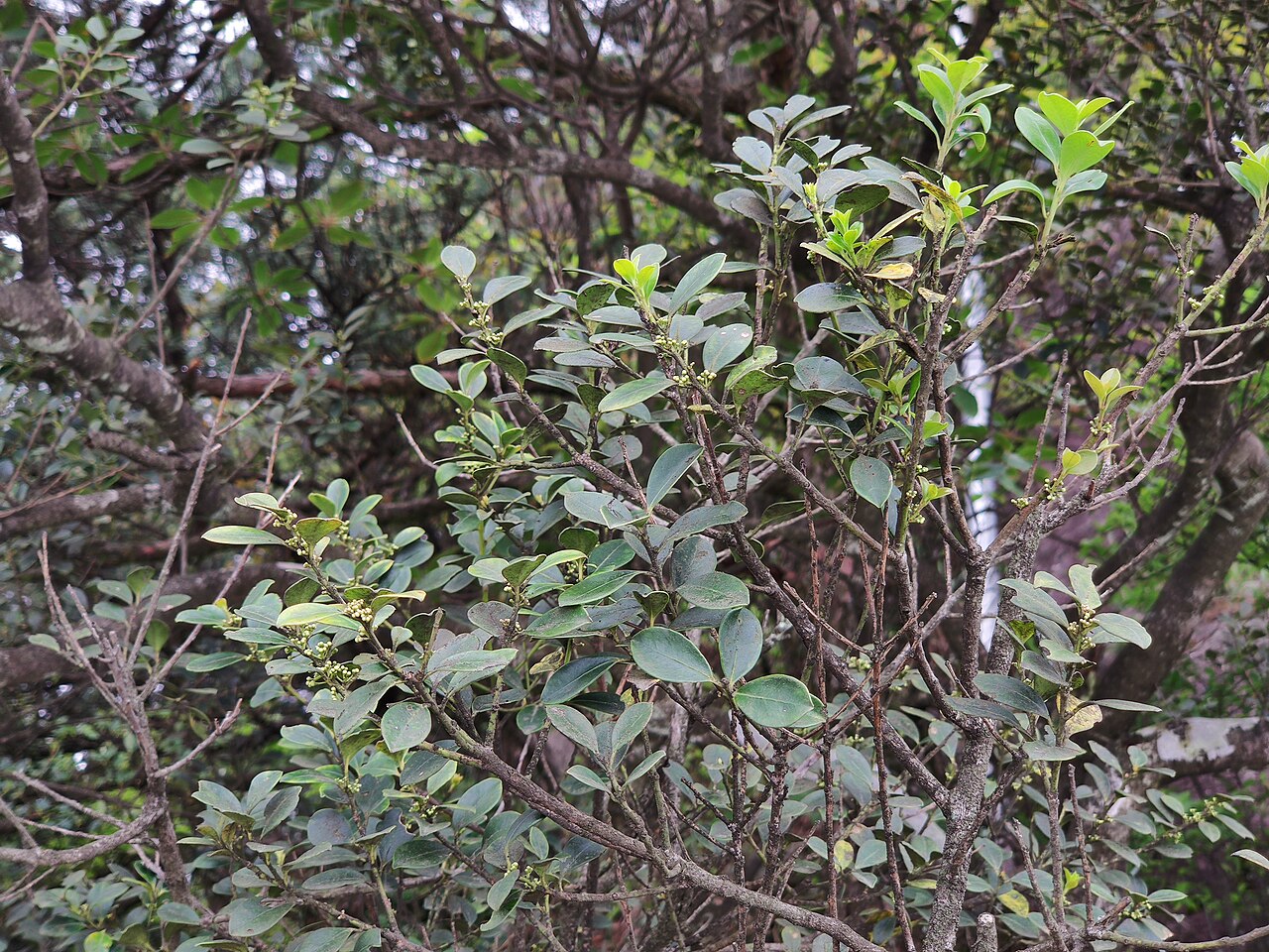 Ilex championii: 凹叶冬青,摄于江西宜春明月山