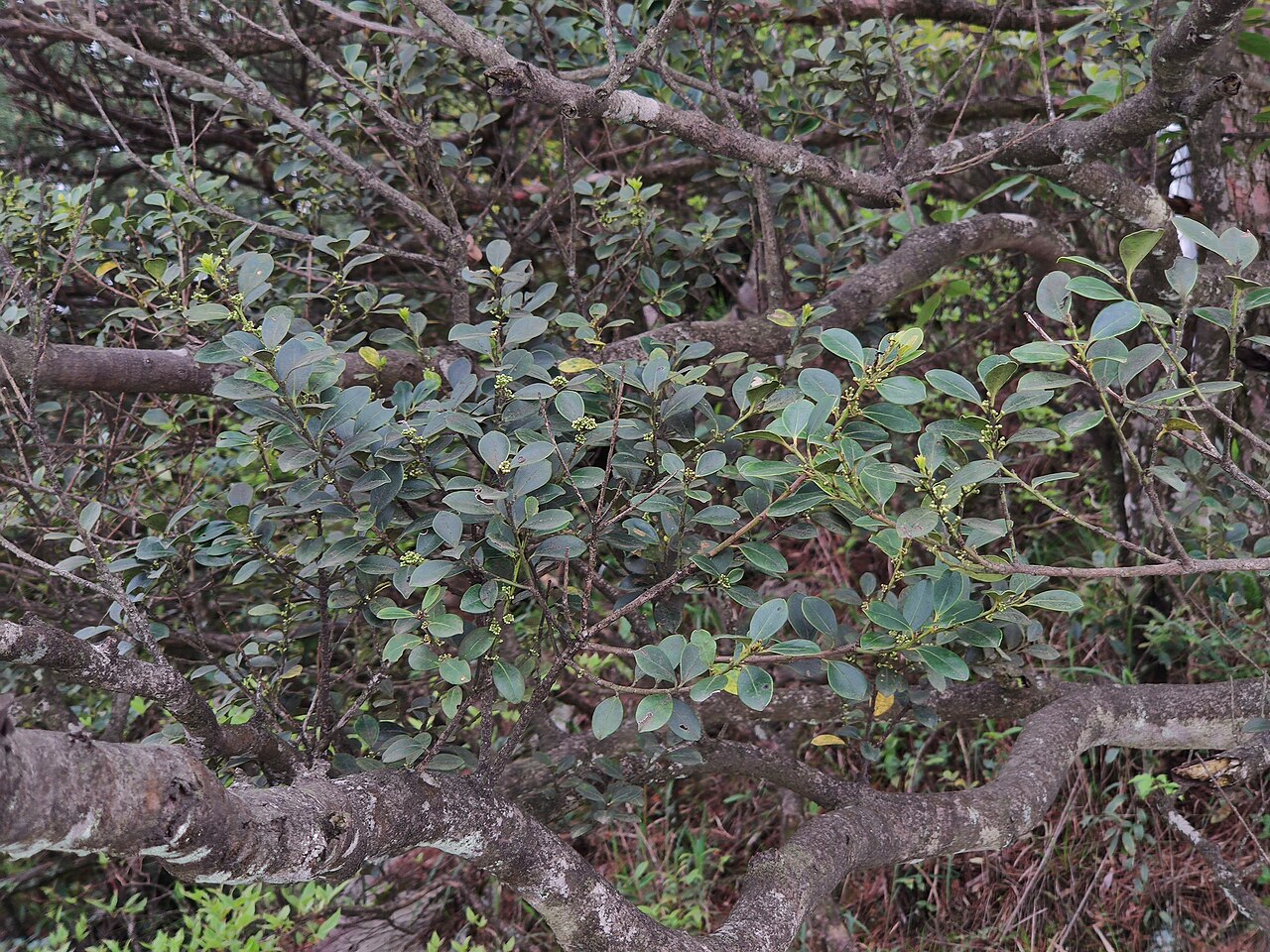 Ilex championii: 凹叶冬青,摄于江西宜春明月山