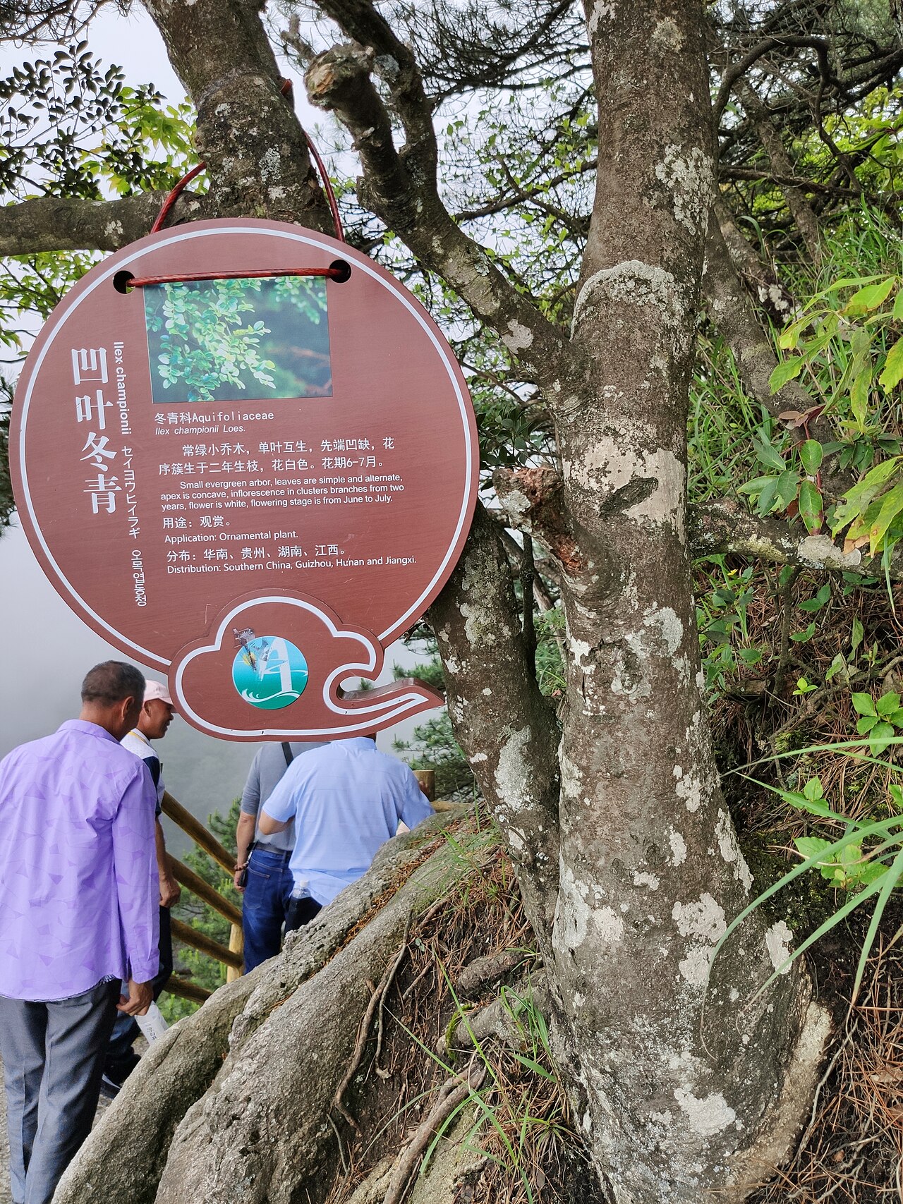 Ilex championii: 凹叶冬青,摄于江西宜春明月山