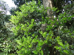 Ilex championii (Ilex championii)