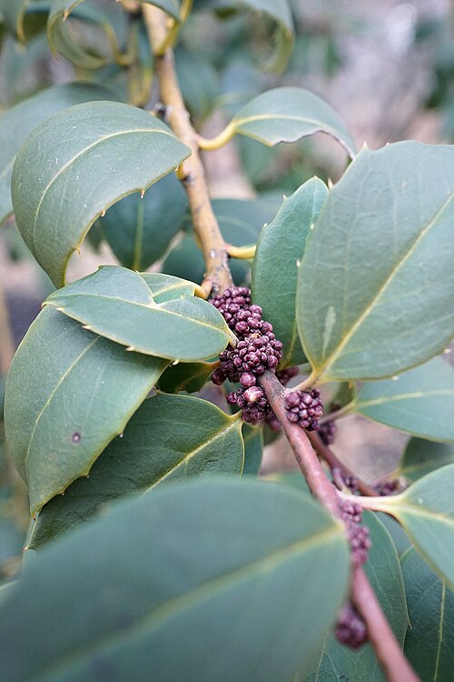 Ilex ciliospinosa: Ilex ciliospinosa