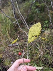 Longstalk holly (Ilex collina)