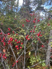 Longstalk holly (Ilex collina)