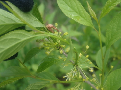 Longstalk holly (Ilex collina)